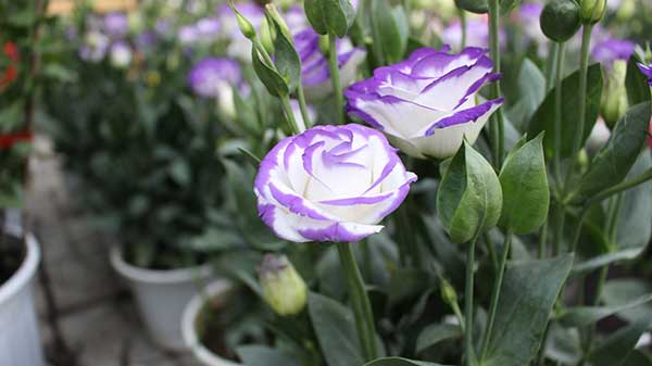 em duas cores lisianthus para plantar