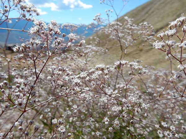 como plantar mosquitinhos