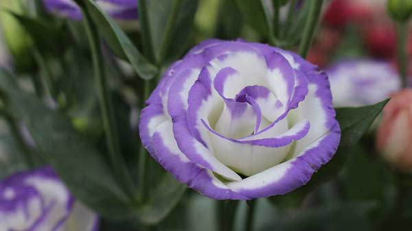 lisianthus na cor roxa