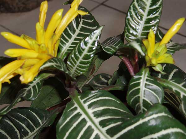 Afelandra