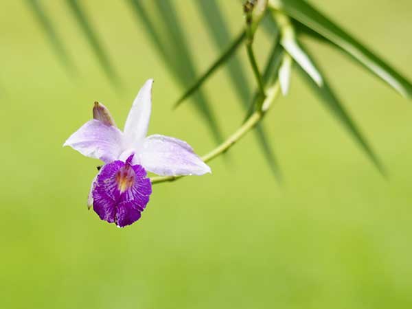Fotos de Orquídea Bambu