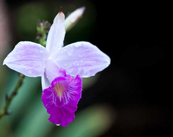 Como cuidar de Orquídea Bambu