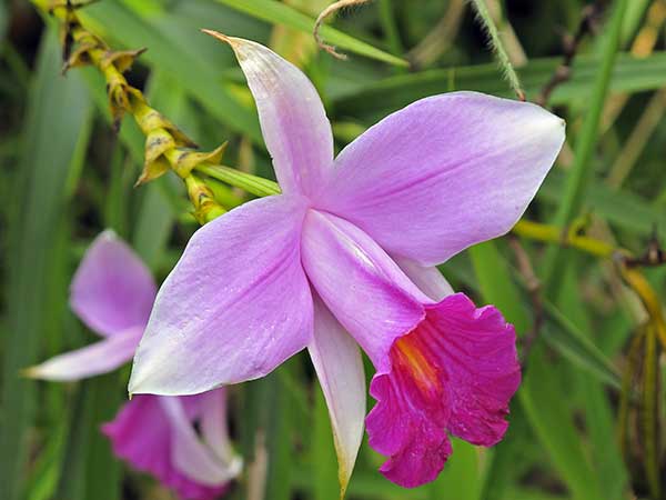 Cuidados com Orquídea Bambu