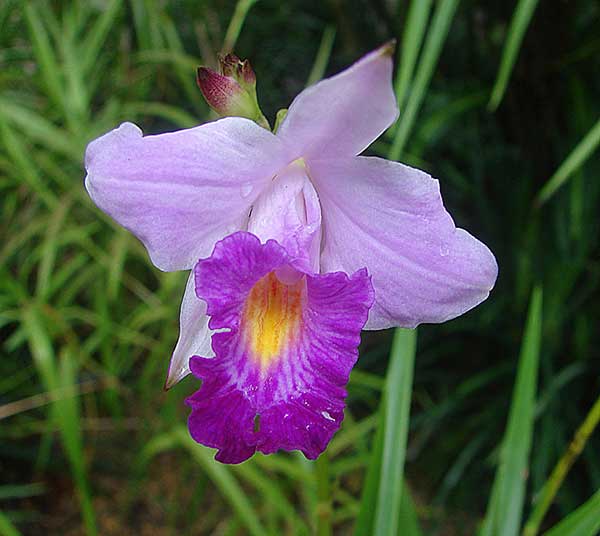 Arundina graminifolia Arundina graminifolia