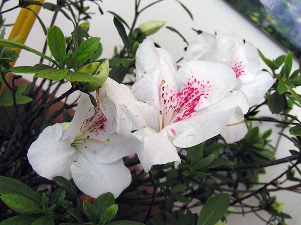 planta Azaleia