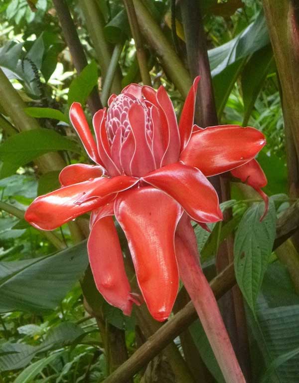 Bastao do imperador 1 Imagens da Flor-da-redenção