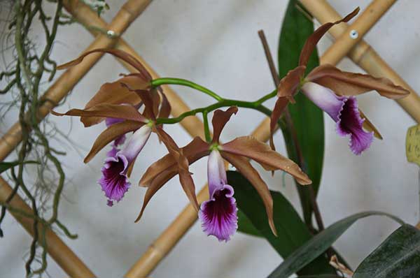 Fotos da Laelia Tenebrosa