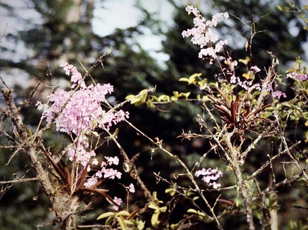 Como plantar Orquideas Ionopsis