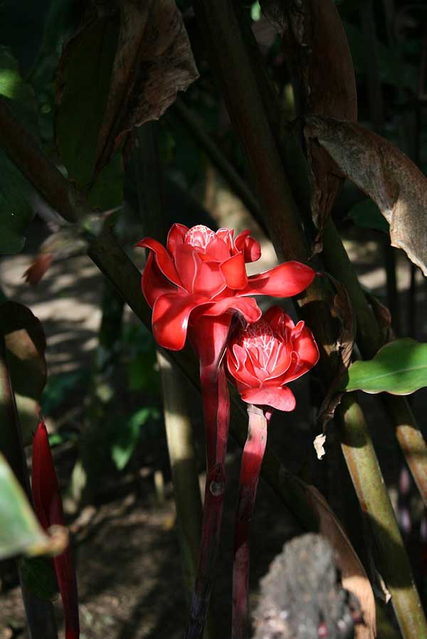 Flor de cera 1 Imagens do Gengibre-tocha