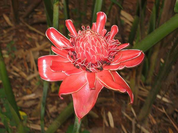Fotos da Flor da redencao Fotos de Gengibre-tocha