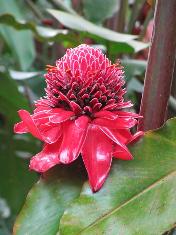 Fotos de Etlingera elatior Fotos da Flor-da-redenção