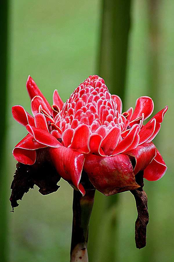 Fotos de Flor de cera Cultivo da Flor-da-redenção