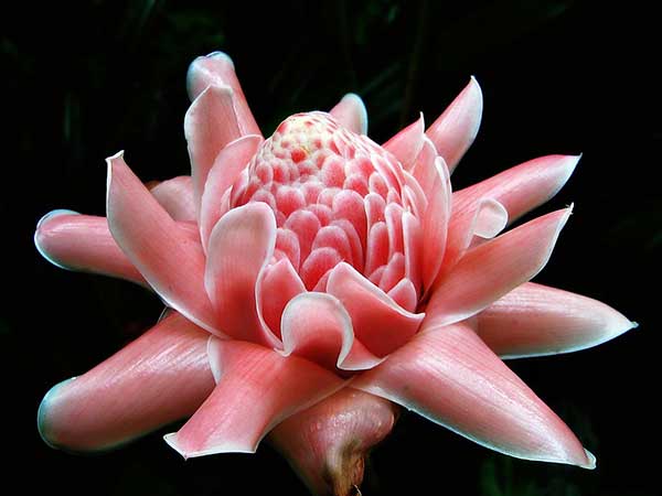 Fotos de Gengibre tocha como plantar Flor-da-redenção