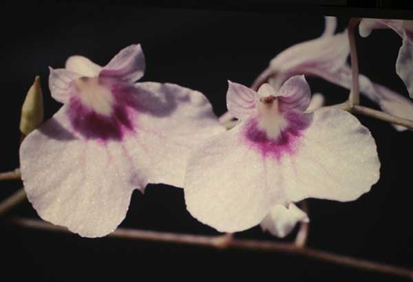 Imagens de Orquídeas Ionopsis