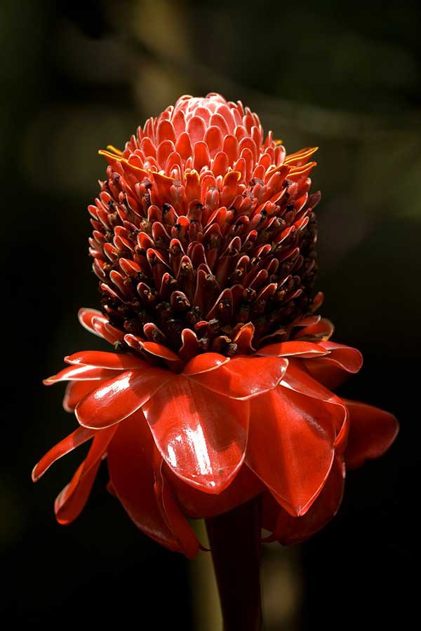 Gengibre tocha 1 Flor-da-redenção