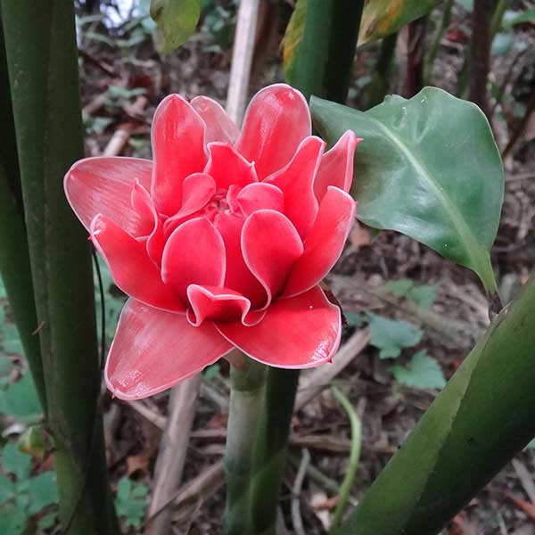 Gengibre tocha plantio da Flor-da-redenção