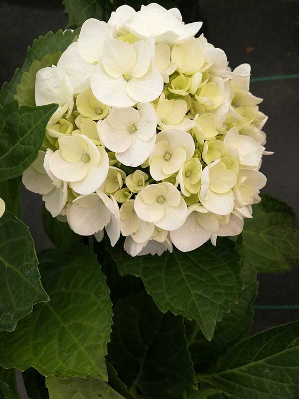 arbusto branco