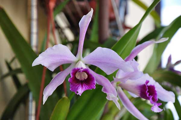 Laelia Tenebrosa