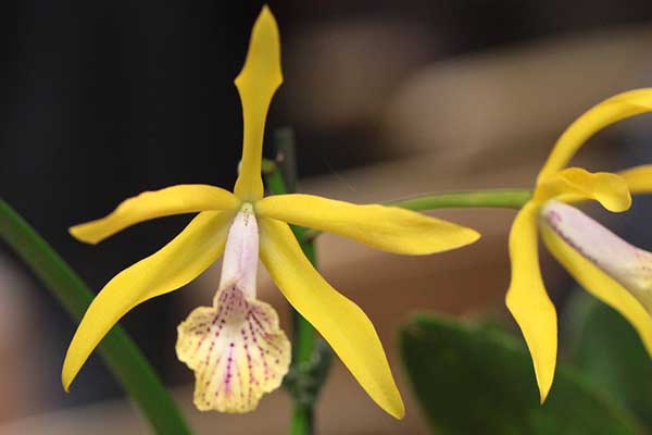 Fotos de Laelia Tenebrosa
