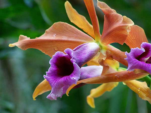Imagens de Laelia Tenebrosa