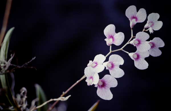 orquídea café