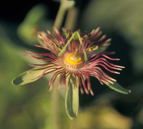 fotos da plantar