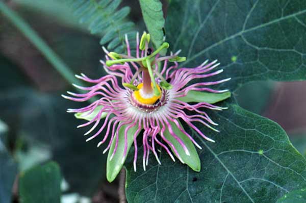 Passiflora incarnata (passionflower)