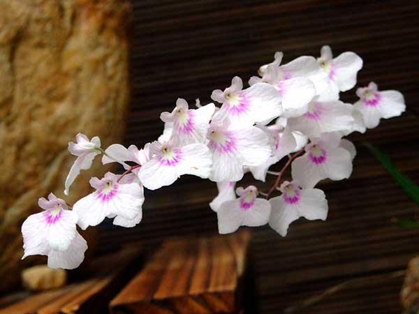 Como cuidar de orquídea café