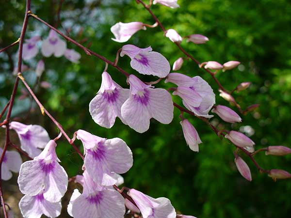 Cuidados com orquídea café