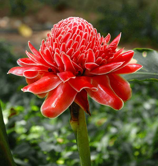 Plantar Bastao do imperador imagens da flor