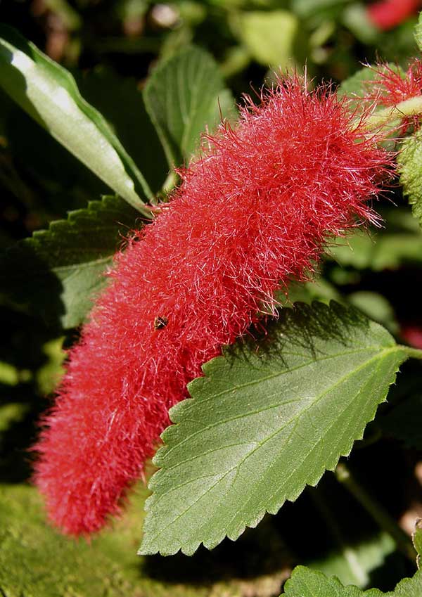 Fotos de Acalypha hispida