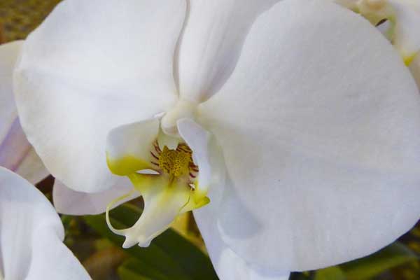como cuidar da Phalaenopsis
