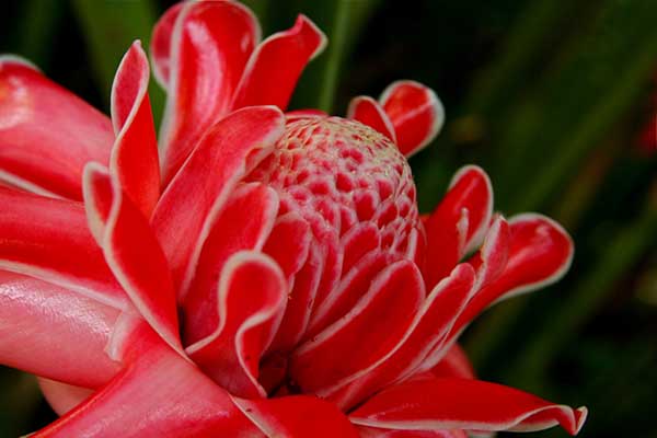 flor da indonesia Etlingera elatior