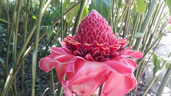 flor na cor vermelha no jardim