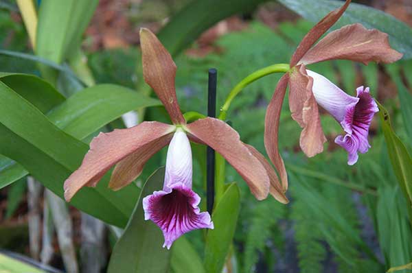 Como fertilizar Laelia Tenebrosa