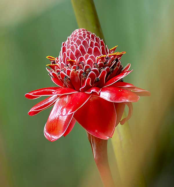 flor Imagens de Etlingera elatior