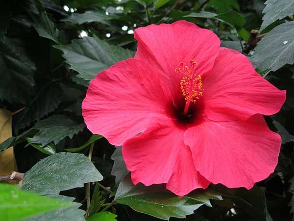 foto da flor características da planta