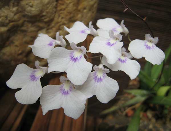 Fotos de Orquídeas Ionopsis