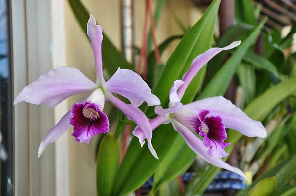 cor violeta