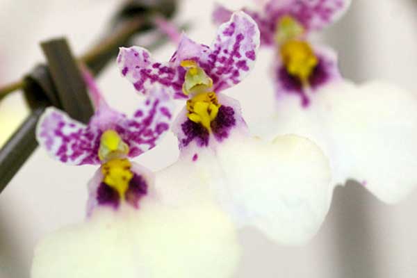 Imagens de orquídea café