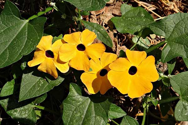 Thunbergia alata