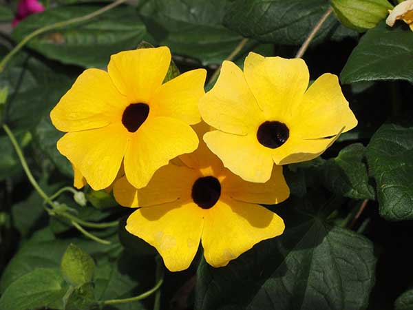 Imagens de Thunbergia alata