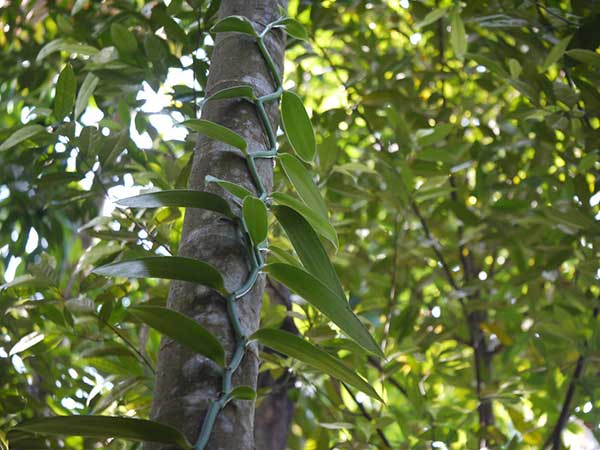 Como plantar Vanilla planifolia