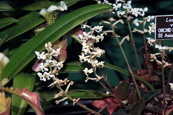 Cuidar da Orquidea Joia Ludisia discolor