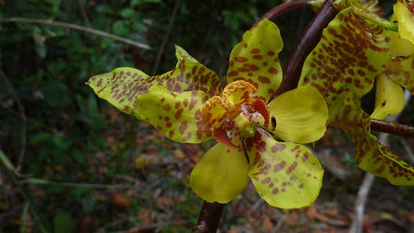 orquídeas brasileiras