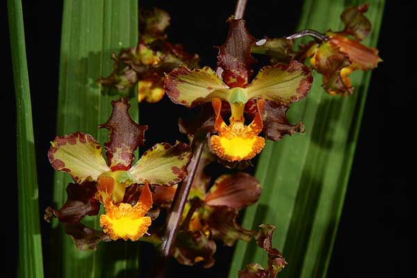 Orquídeas Cyrtopodium