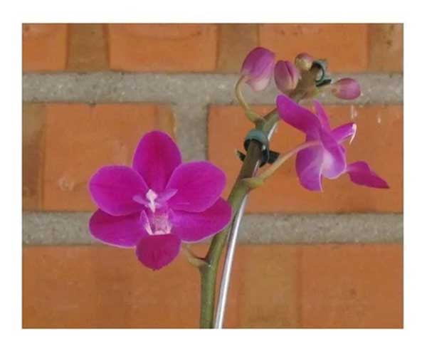 Doritis dicas de cultivo