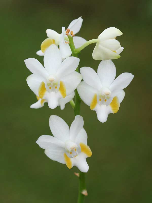 Flor Doritis alba plantar orquídeas doritis