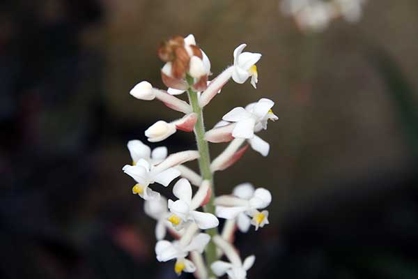 Flores da Orquidea Joia uma das mais belas