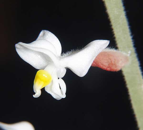 Florescendo imagens da flor